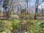 西庭奥の蓮池辺りから観たPOLLYANNA。白く見えるのはフユザクラ、コブシ、ユキヤナギ、ピンクにみえるのはシモクレン。