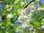 ハレイシア、アメリカアサガラとかシルバーベルツリーといわれ、学名：<em>Halesia carolina</em>、北アメリカに自生する落葉高木。　　5/13日