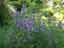コモンセージ、POLLYANNA表庭、後方には未だコルキッツァアマビリスも咲いている。　　6/2日
