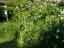 ゲラニウム・プラテンセ、春咲秋明菊 <em>Anemone canadensis</em>などが咲くPOLLYANNA玄関前庭。