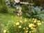 日向のヘメロカリスと木陰のクロヒメ。　Cottonweed前庭。