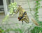 毎年、もう夏が終わろうとするこの頃に羽化をするアゲハ蝶。寄植の鉢にて
