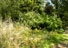 シークレットガーデン、イネ科の草達は黄金色に染まり始める頃、正面のタマアジサイは盛りを迎える。