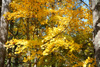 カエデの黄葉